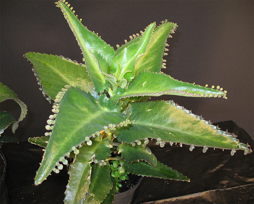 Vegetativ formering Bryophyllum