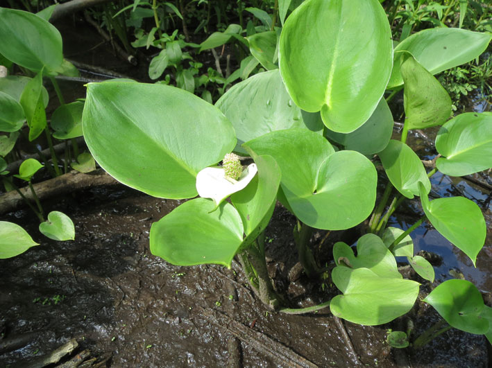 Myrkongle (Calla palustris)