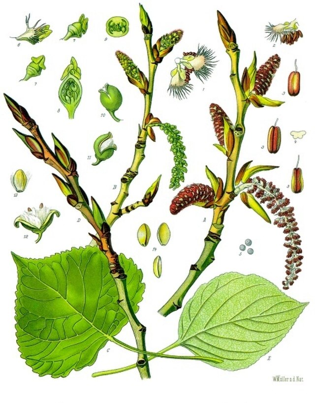 Populus nigra (svartpoppel) fr Köhlers Medizinal-Pflanzen. Wikimedia Commens. 
