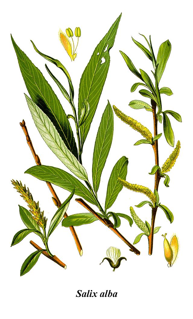 Salix alba (hvitpil) av den tyske botanikeren og illustratøren Otto Wilhelm Thomé (1840–1925)fra Flora von Deutschland, Österreich und der Schweiz. Wikimedia Commens.