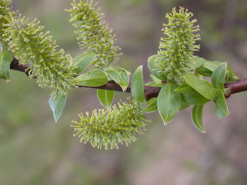 Hunnrakle Salix