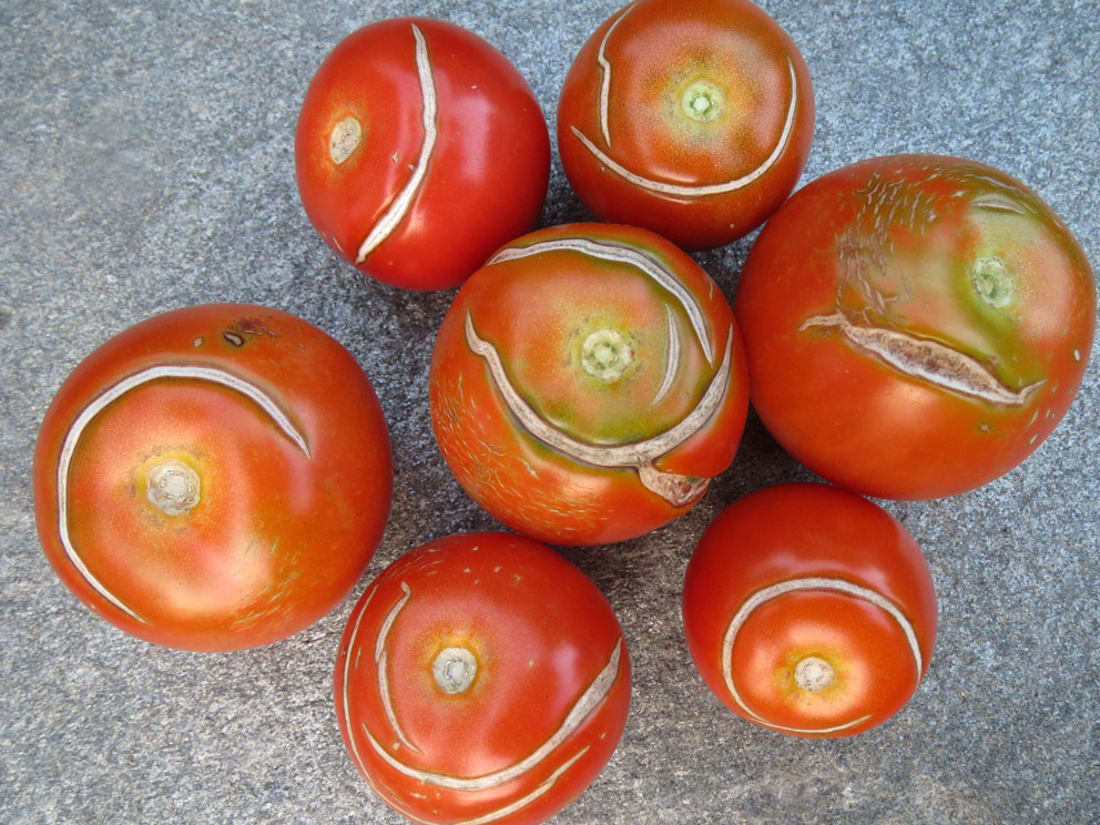 Sprekker ved modning av tomat