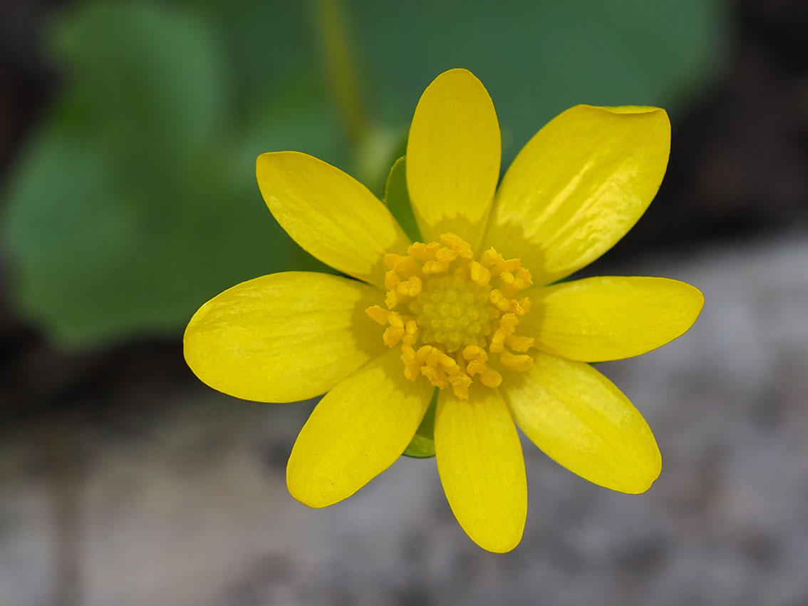 Vårkål blomst