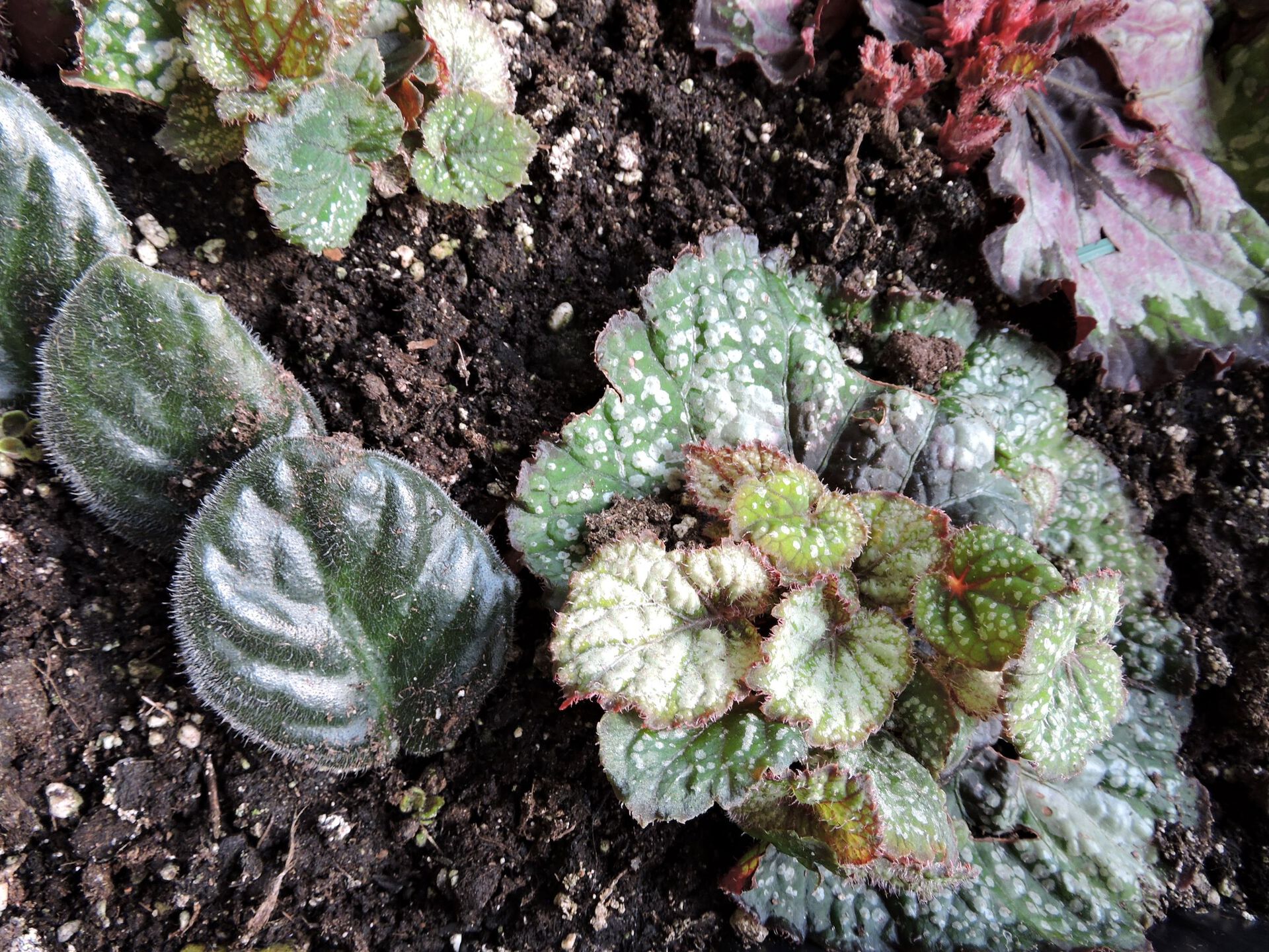 Vegetativ formering Begonia