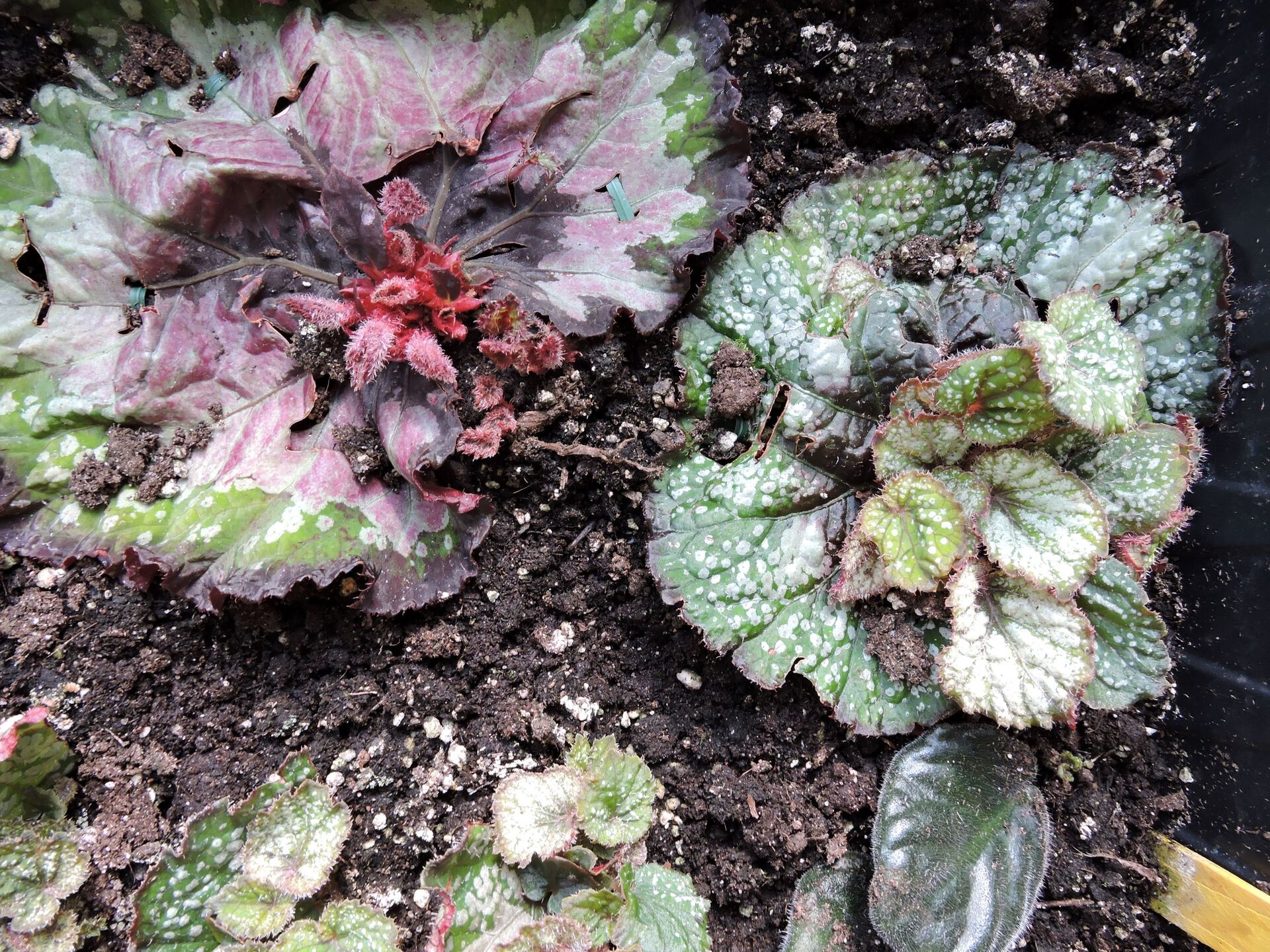 Vegetativ formering fra blader av Begonia