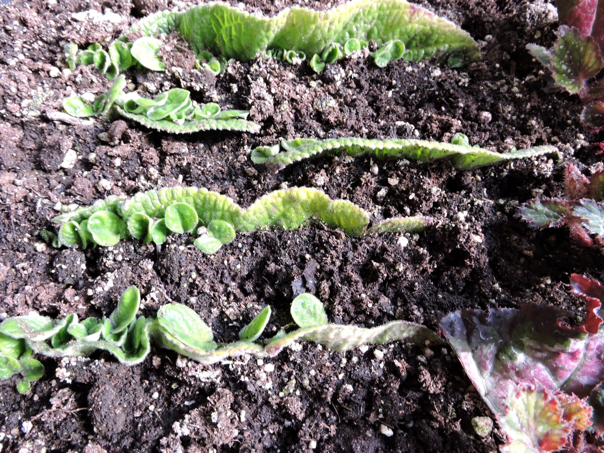 Vegetativ formering Streptocarpus