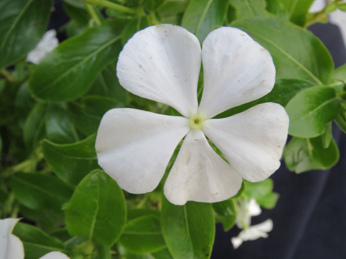 Catharanthus roseus