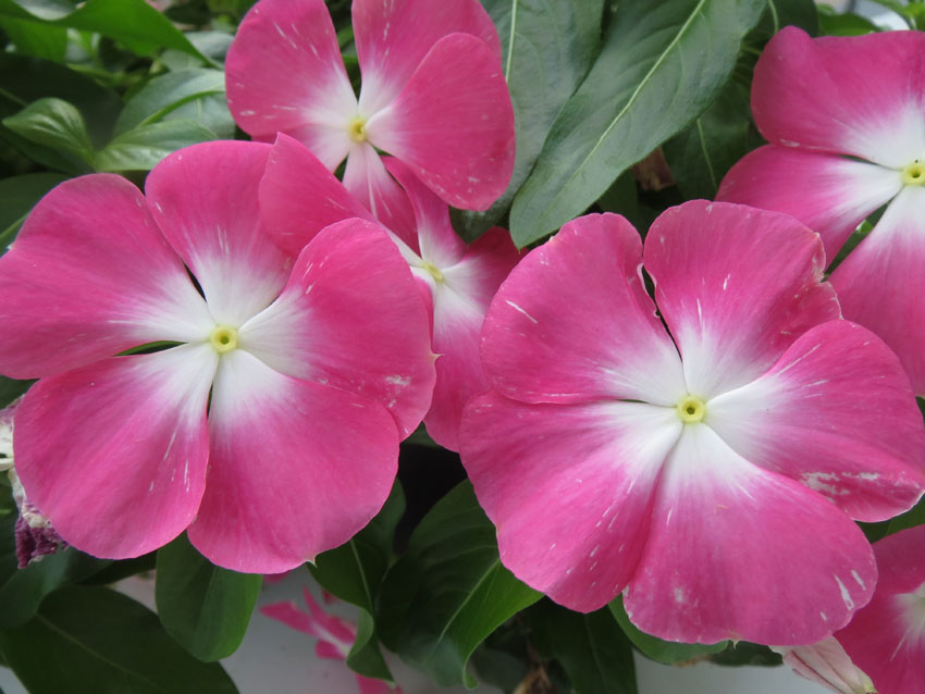 Rosegravmyrt
