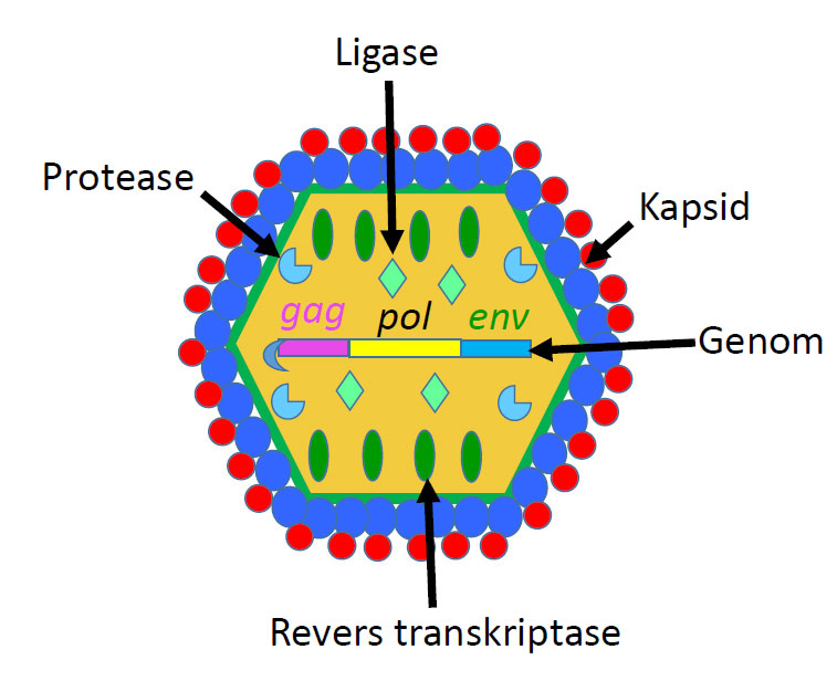 Modell av retrovirus