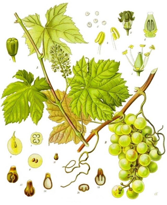 Vitis vinifera (vindrue) fra Köhlers Medizinal-Pflanzen. Wikimedia Commens