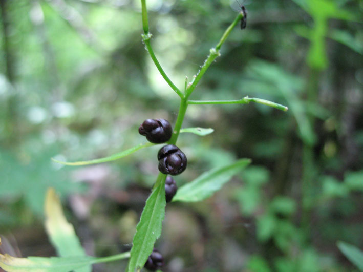 Yngleknopp tannrot