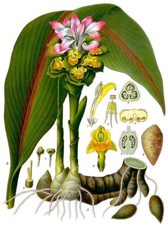 Curcuma zedoaria fraKöhlers Medizinal Pflanzen. Wikimedia Commens.
