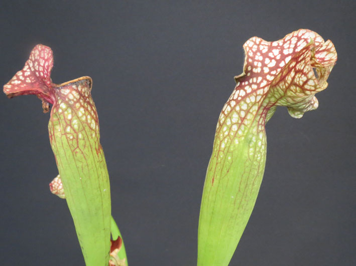 Sarracenia