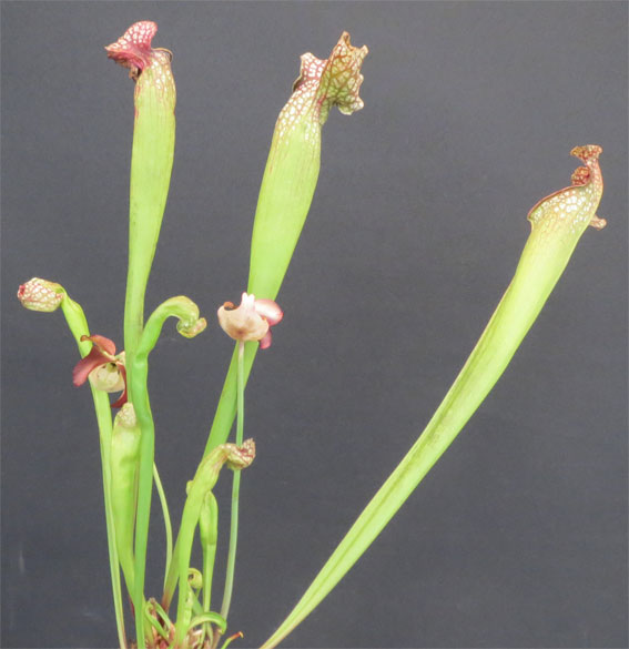 Sarracenia