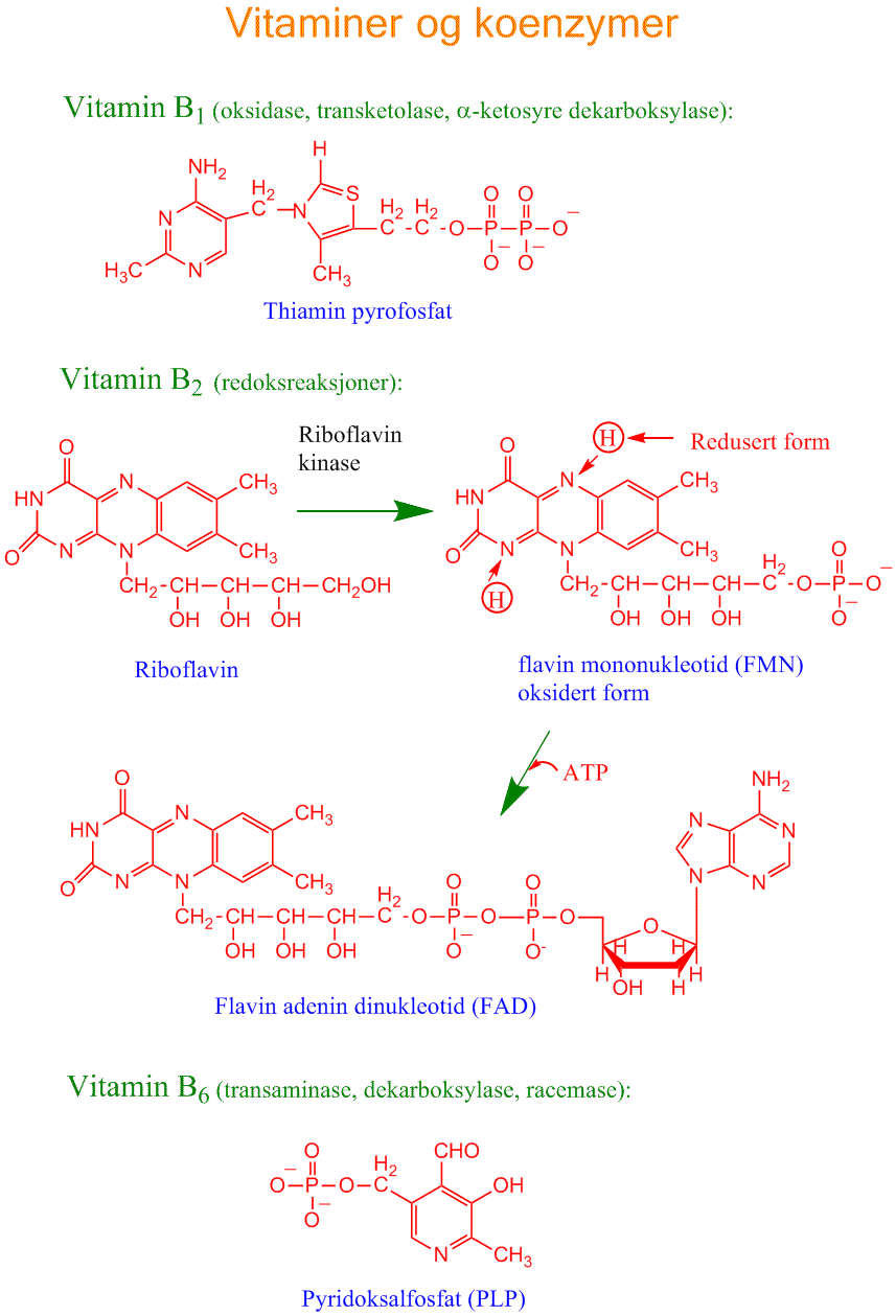 Vitaminer og koenzymer