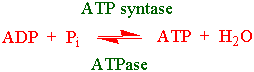 ATP syntase