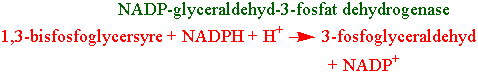 glyceraldehydfosfat dehydrogenase