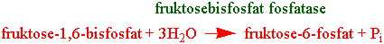 fruktosebisfosfat fosfatase