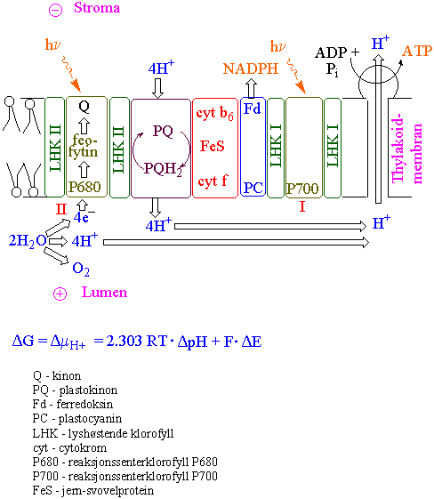 thylakoidmembran