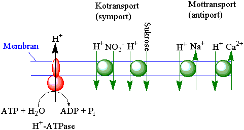 Transport over membran