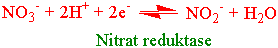 Nitrat reduktase