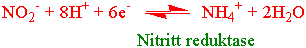 Nitritt reduktase