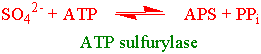 ATP sulfurylase