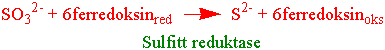 Sulfitt reduktase