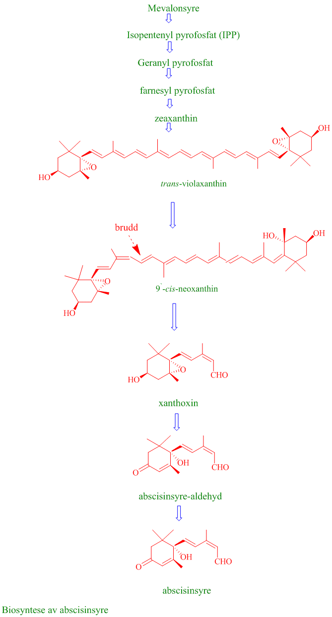 ABA biosyntese