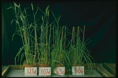 Vernalisering