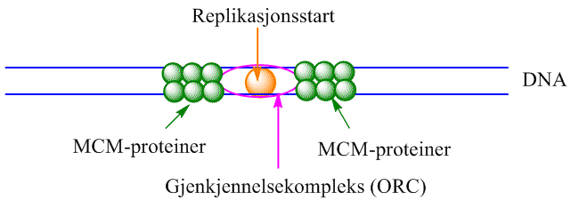 MCM-proteiner