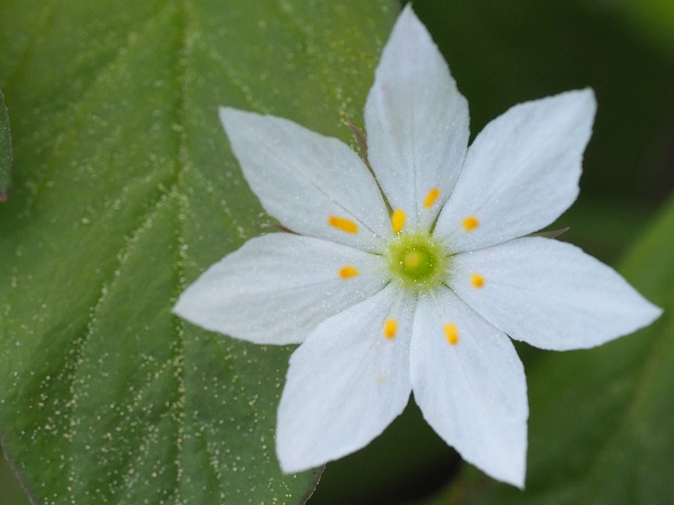Blomst skogstjerne med 7 kronbld