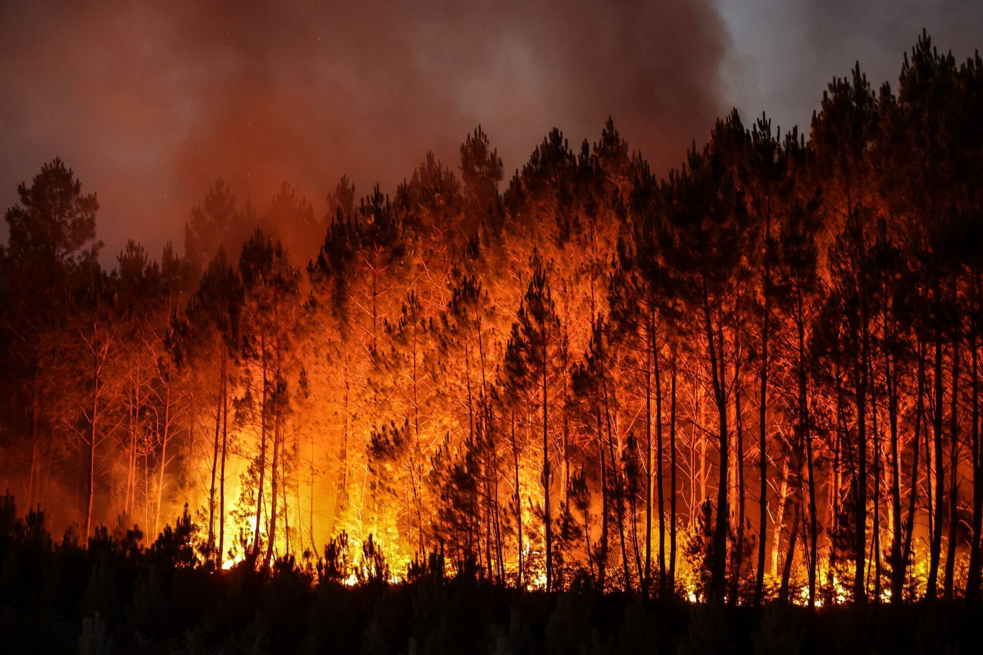 Wildfire
