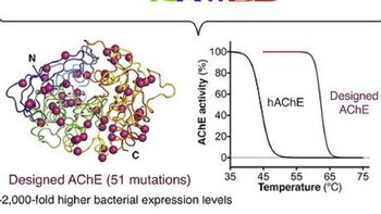 Graphical demonstration of transformation of Human acetylcholinesterase (hAChE) to designed AChE (51 mutations) with about 2000 fold hicher bacterial expression levels.