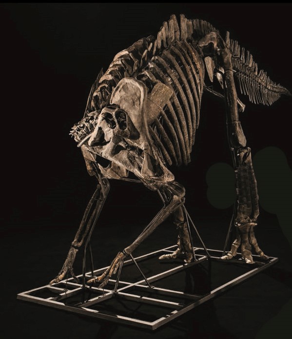 Dinosaurfossilet Zelda, montert stående