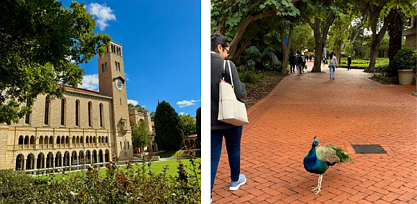 Foto: Bilder fra reisebrev fra bachelorstudent i geografi og geologi på studieutveksling til University of Western AustraliaAustralia. Foto: Foto: Karoline Øie Olsen. 