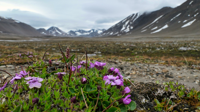 Foto: Fjellsmelle, foto tekst: Sommer i Linnedalen, Svalbard. Foto: Guro Lilledal Andersen